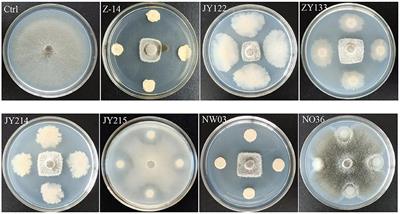 Management of take-all disease caused by Gaeumannomyces graminis var. tritici in wheat through Bacillus subtilis strains